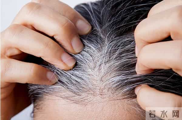 最新研究发现揭秘-头上每一根白发，可能都是抗病防御的外在表现