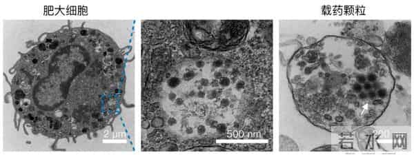 中国科学家，发现抗癌“新利器”！