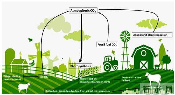 光合作用已改造成功，粮食产量不止翻一倍，粮仓将满爆棚！
