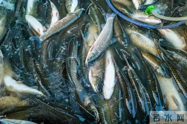 为什么下雪不让用融雪剂了！？