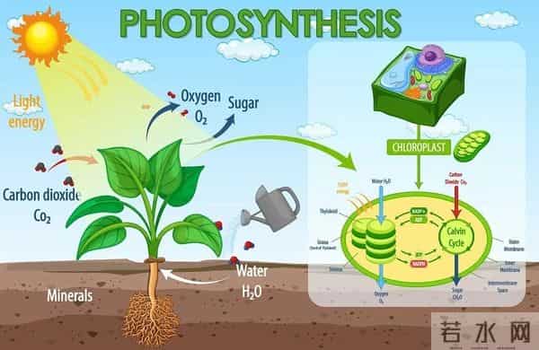 光合作用已改造成功，粮食产量不止翻一倍，粮仓将满爆棚！