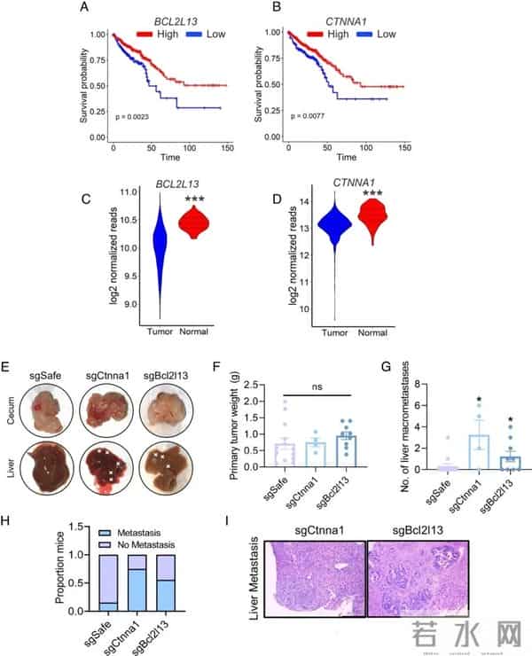 美国团队肠癌类器官最新研究：这两个基因一旦失灵，癌细胞秒变“暴走坦克”