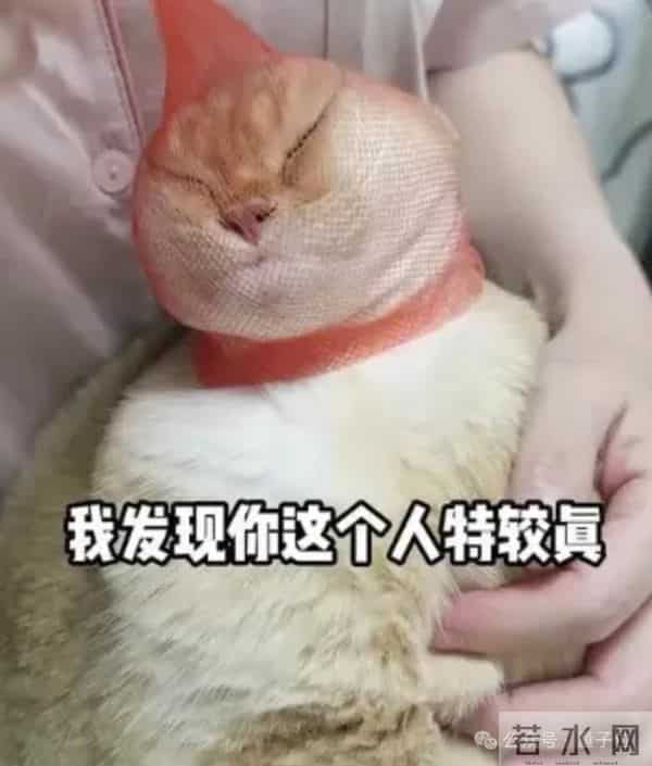 中国机器人比赛应急救援，美国网友破防：我们还在给机器狗拍段子