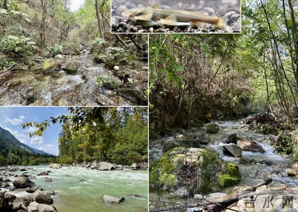 西藏发现鱼类新物种！