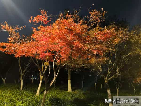 酒店退房为何不再查房？经理揭秘：不是放心你，是有了“四张网”