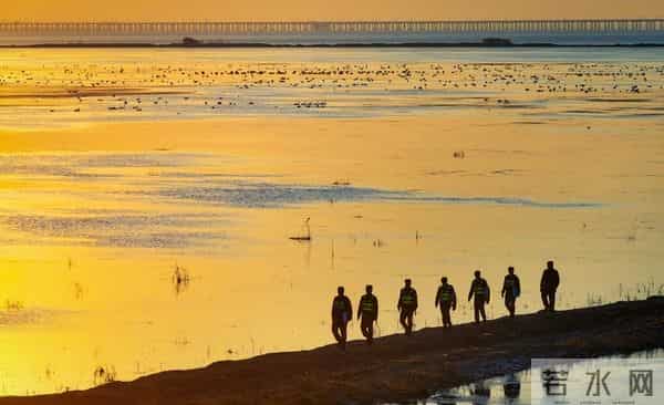 南京：石臼湖变“天鹅湖”，池杉湖成“百鸟天堂”……游人纷纷打卡
