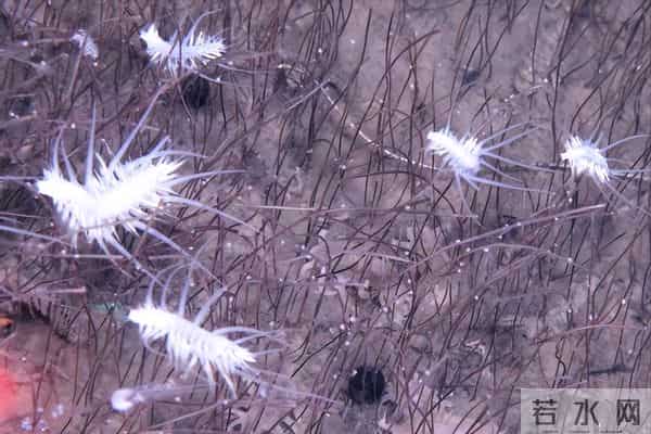 梁文锋改写AI规则，杜梦然发现深海秘境，中国科技凭什么惊艳世界