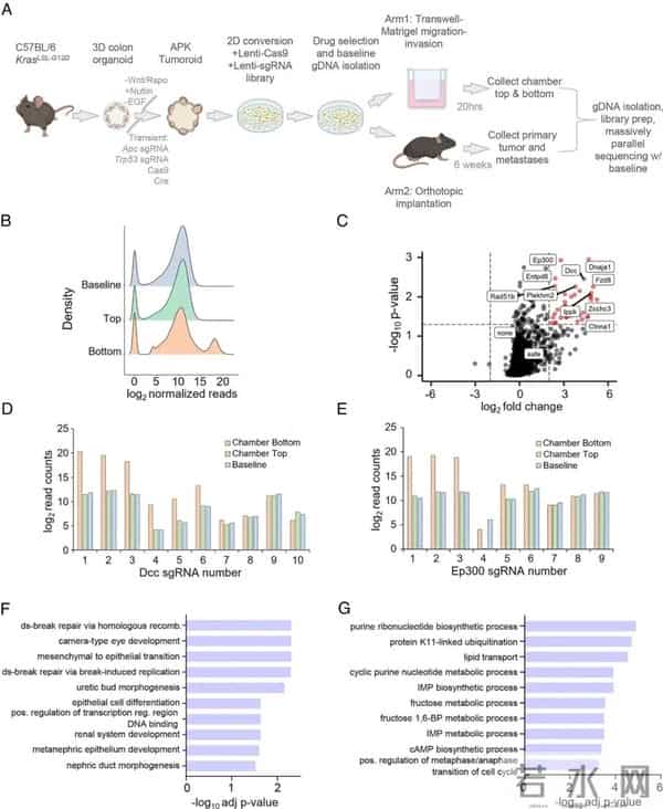 美国团队肠癌类器官最新研究：这两个基因一旦失灵，癌细胞秒变“暴走坦克”