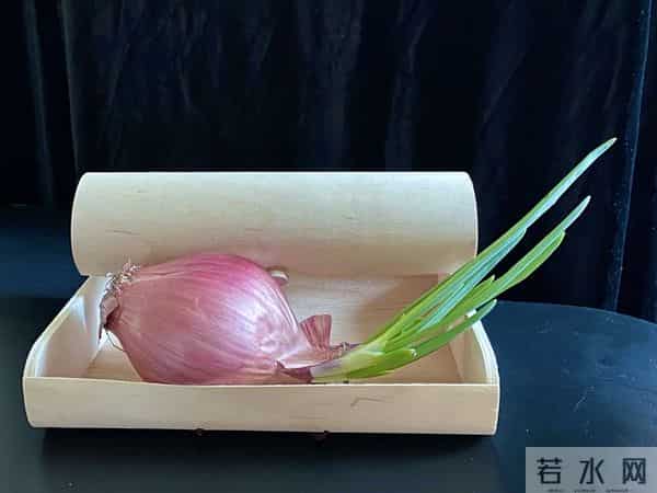 洋葱立大功？医生研究发现：洋葱在一天内清除34%衰老细胞？