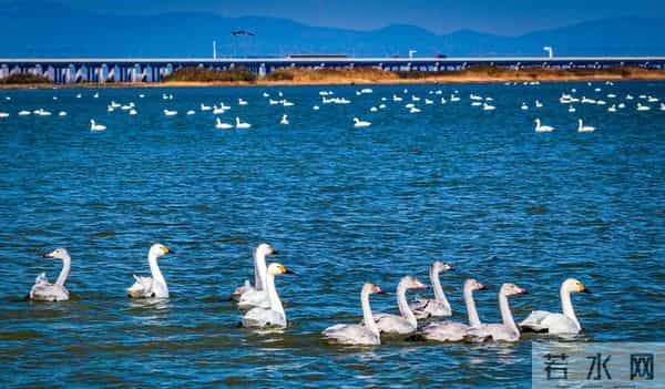 南京：石臼湖变“天鹅湖”，池杉湖成“百鸟天堂”……游人纷纷打卡