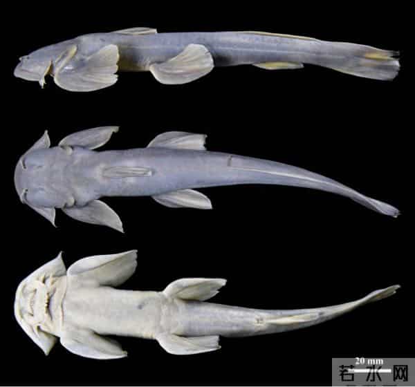 西藏发现鱼类新物种！