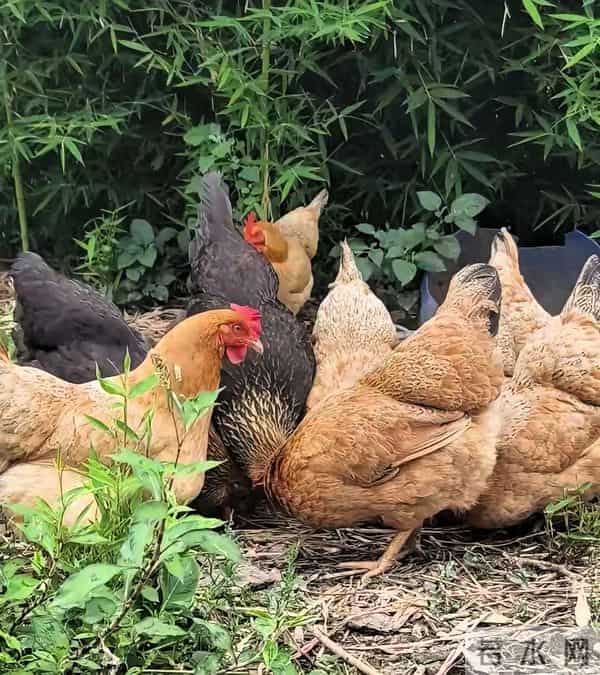 冬天散养土鸡也能高产蛋！20只鸡下18个蛋，就靠这几个笨办法