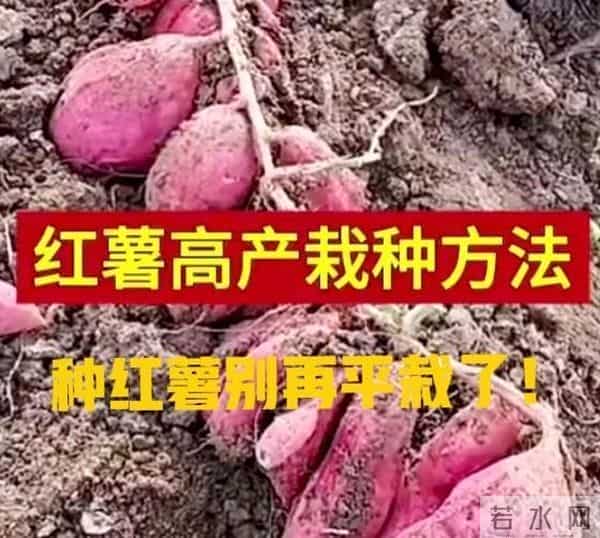 山东一小伙编织袋种红薯绝了!8个袋子收300斤,网友:这操作必须偷师!