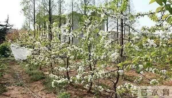 樱桃树修剪五不宜！