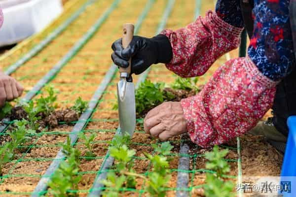 明年种菜口诀要记牢！按节气种，四季鲜蔬吃不完，新手也能获丰收