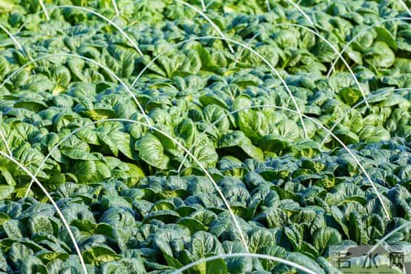 冬天翻地怕白忙活？这2件傻事千万别做，早知早受益