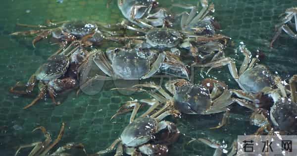 当美味遭遇生态恐慌：大闸蟹的全球化生存悖论