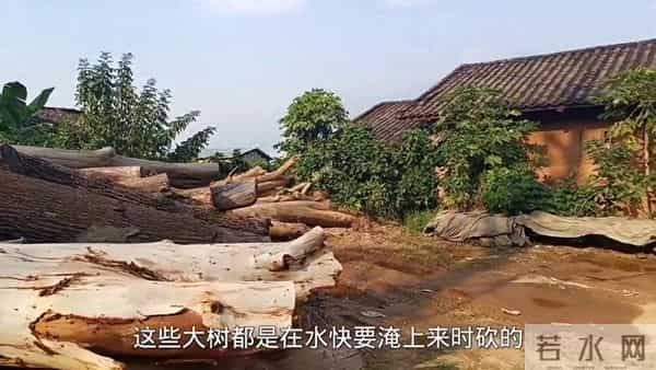 白鹤滩蓄水后金沙江边水柴成堆，村民巧手捞取变废为宝