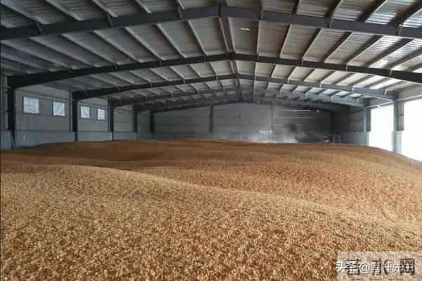 价格暴涨 5 倍!巴基斯坦小麦供应告急,4 大因素致产量连年下滑