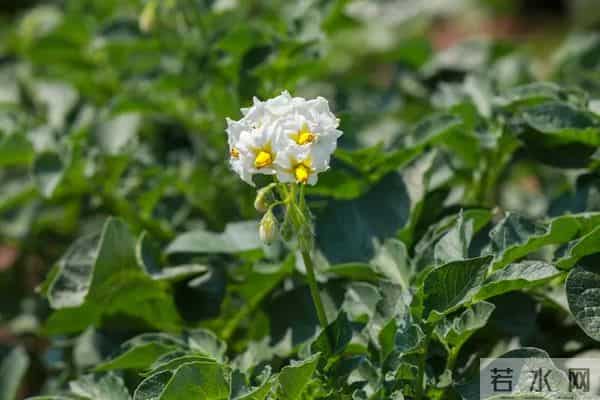 种土豆高产诀窍：肥料用对，亩产翻番