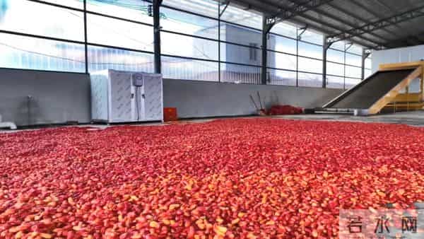 试种成功！弥勒的她年增收30万