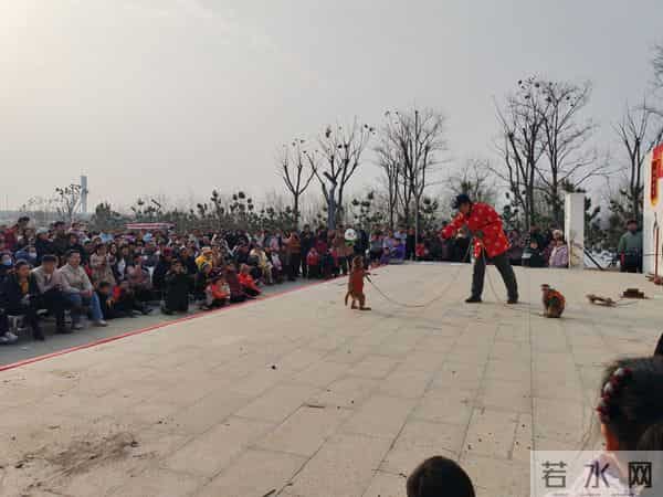 从耍猴到养猴：南阳新野抢占实验猴产业新赛道