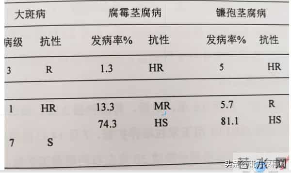你一定要知道：不管小麦，不管玉米，都是“抗性为王”