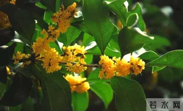 桂花树香变伤心树？专家揭密：门前种桂三大隐患，第2条直接伤财