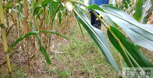 你一定要知道：不管小麦，不管玉米，都是“抗性为王”