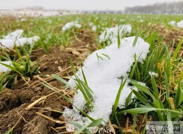 多地降雪如期而至，降雪降温会给小麦带来冻害吗？抓紧了解