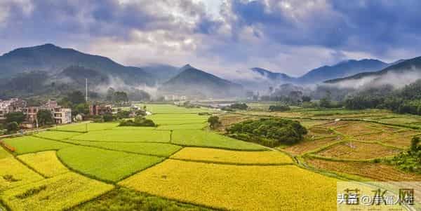 20亩地年入30万？咱村老李真干成了！