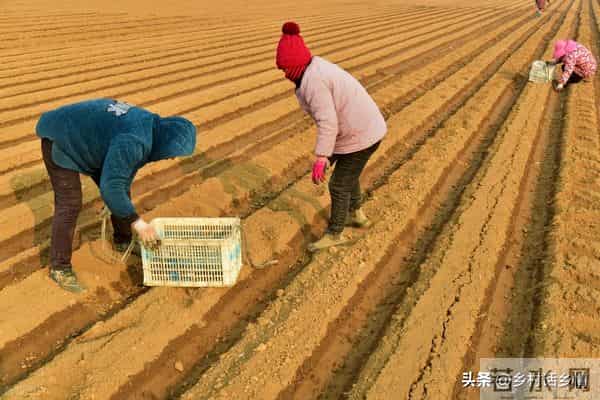 春天啥时候种土豆？啥时候开始催芽？怎么催芽？底肥用什么肥料好