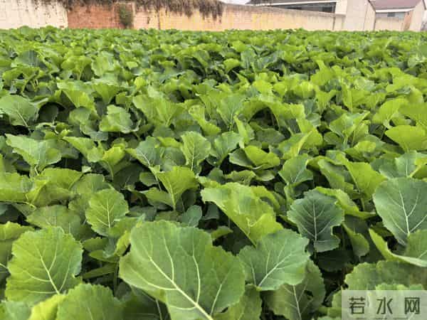 油菜越冬就抓着三招，来年油罐子满当当！