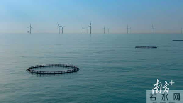 广东省农业农村厅：已累计建成重力式深水网箱7498个，居全国第一