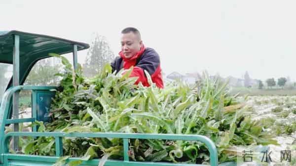 荆州公安县：每年300万斤！它成为村里的富民产业