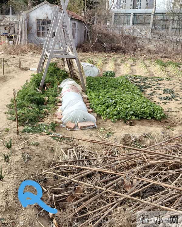 对这三类越冬菜过度保护，菜们不乐意！