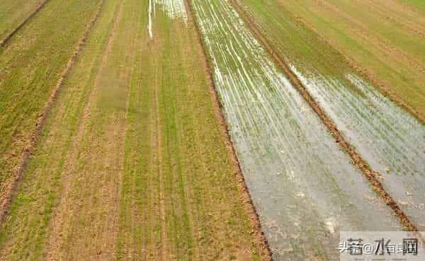 晚播小麦要注意，两种“错误”方法不可取，晚播麦田需延后管理！