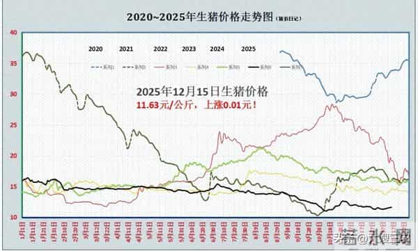 【明日猪价】12月15日继续上涨，冬至快到了，猪价会继续反弹吗