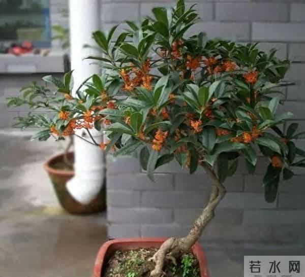 桂花树香变伤心树？专家揭密：门前种桂三大隐患，第2条直接伤财