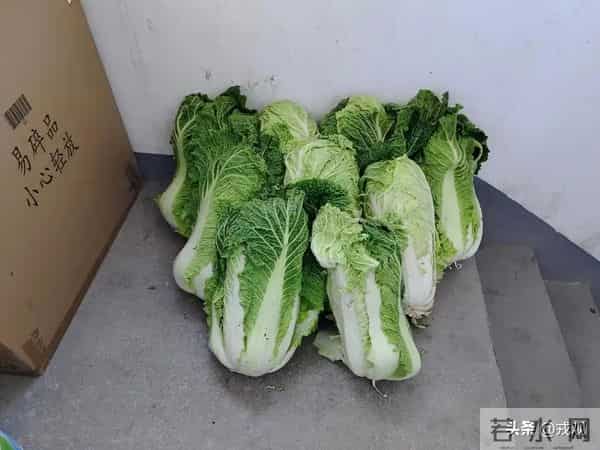 冬储白菜成回忆!全国果蔬随便挑,菜篮子藏着大秘密