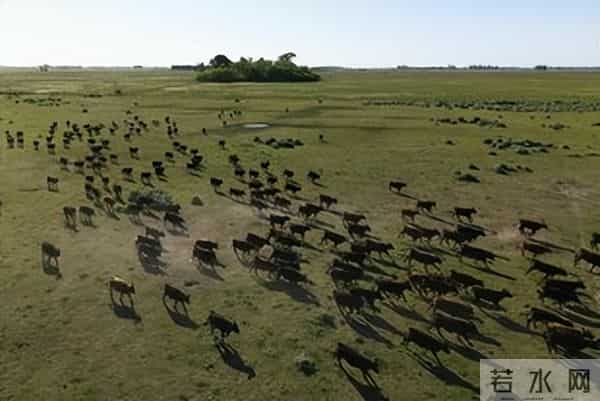7百万公顷森林去哪了？阿根廷农民泪别电锯，靠美洲豹吃上饭！