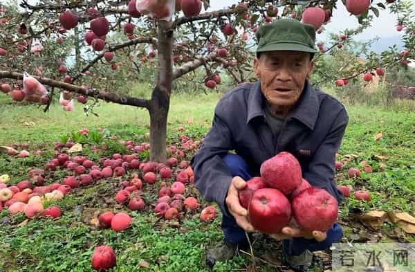 种苹果不挣钱？不妨种点英格兰山楂，8~9年后，一棵能卖10000多
