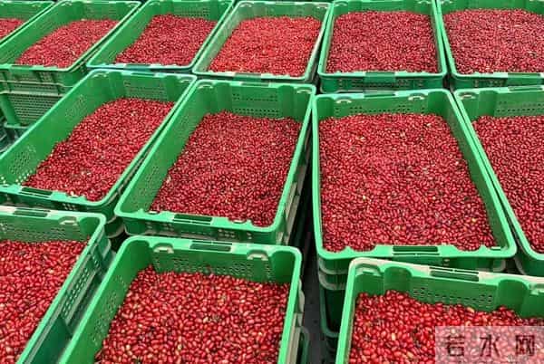 前两年躺赚，今年白干！减产六成的药材，后市还有翻盘机会吗？