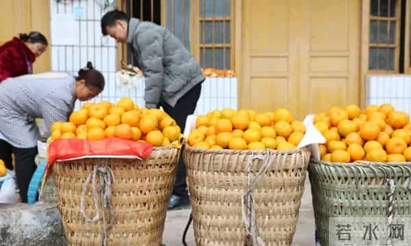 1.8万余亩，成熟上市啦！遵义人千万不要错过
