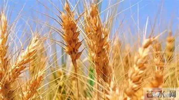 12月12日小麦真要涨？最新行情出炉！“涨红破高”到底能不能成？