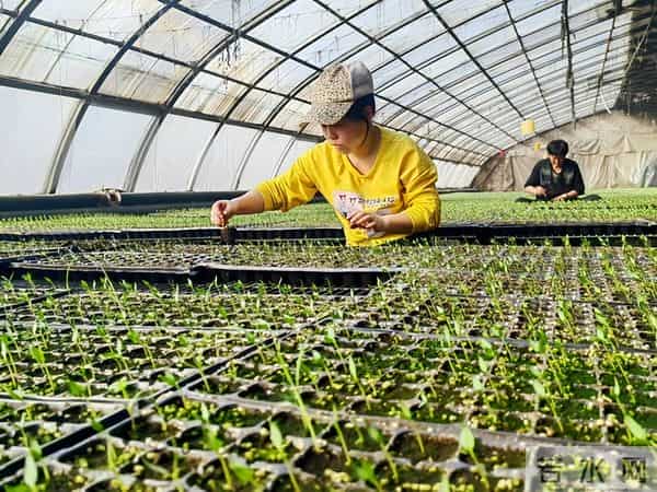 12 月育苗必看！番茄辣椒育苗指南：5步育出壮苗，开春一栽就活