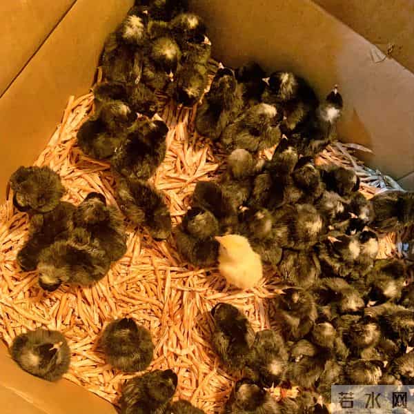 别小看芦花鸡！农村大叔养500只，一年净赚8万，方法全公开