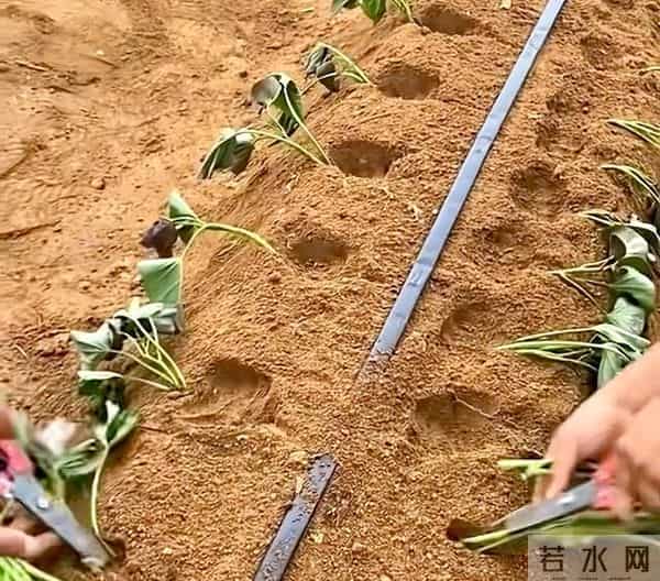 山东一小伙编织袋种红薯绝了!8个袋子收300斤,网友:这操作必须偷师!