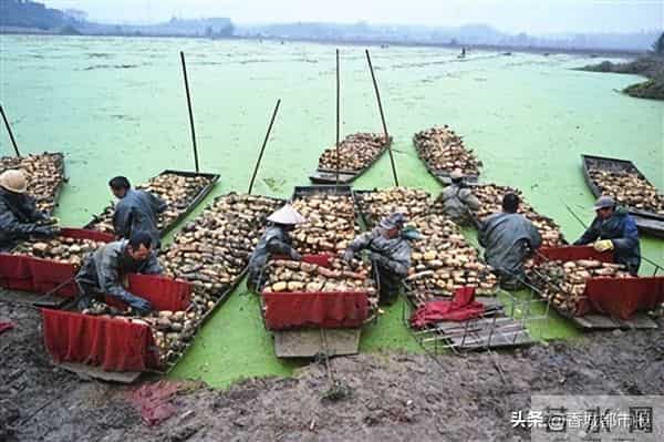 日采2万斤，远销欧美！藕塘莲藕又迎大丰收