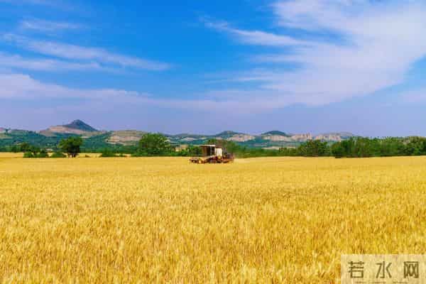 突发！小麦：大反转！